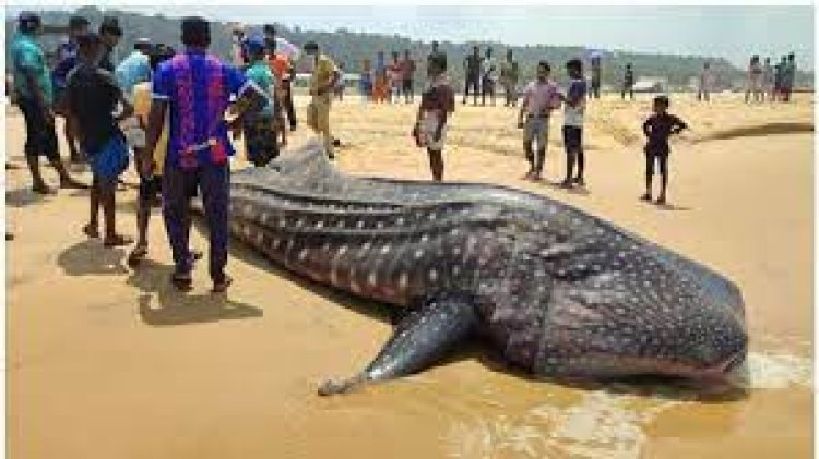 കരയ്ക്കടിഞ്ഞ കൂറ്റന്‍ തിമിംഗല സ്രാവിനെ കടലിലിറക്കാനുള്ള ശ്രമം പരാജയപ്പെട്ടു; വീഡിയോ കാണാം